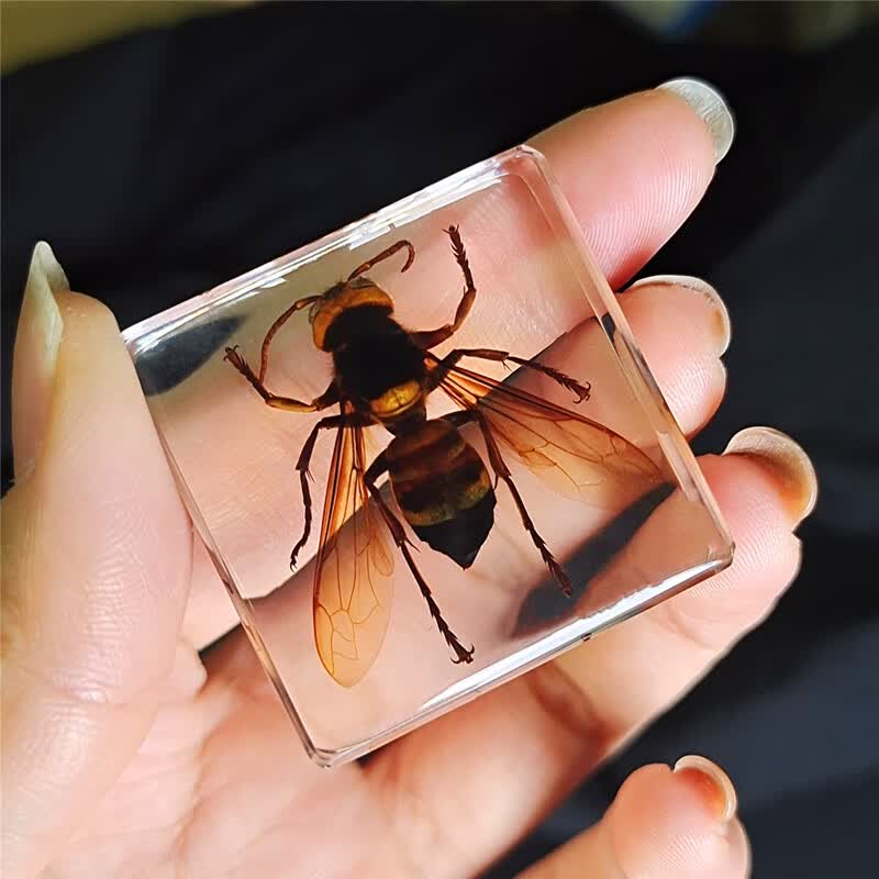 小动物真实昆虫树脂真虫金龟子蝎子蜘蛛知了甲虫标本海洋礼盒 胡蜂