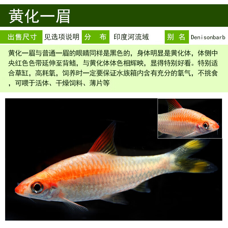 达泽侠一眉道人鱼人工热带宠物观赏鱼灯科鱼淡水草缸小型鱼红眉道人