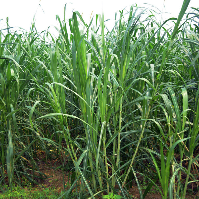 牧草种子甜象草种子牧草种子南方北方多年生四季高产猪牛羊鸡鸭鹅鱼兔