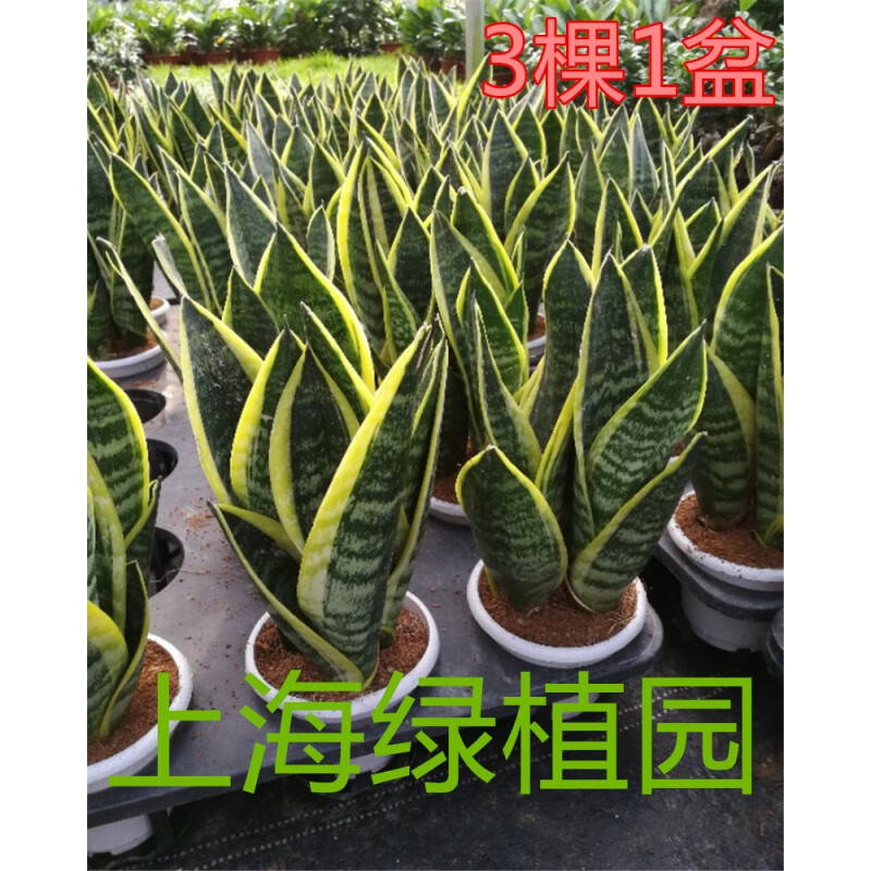 花姬 金边金边龙蛇兰黄金兰龙舌兰大苗多年生开花多肉植物 绿色 虎皮