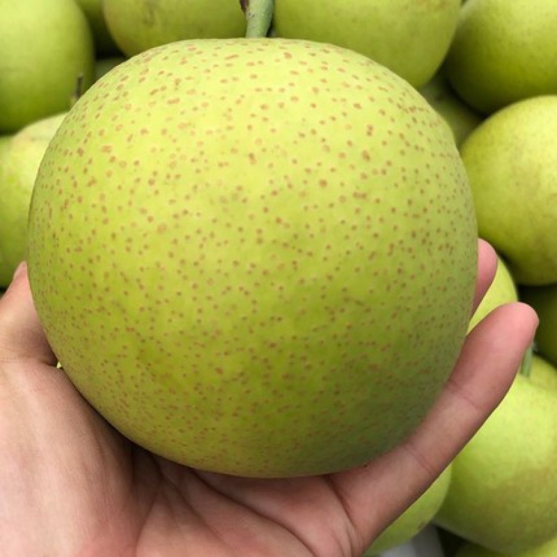 四川苍溪翠冠梨绿宝石梨丰水梨青皮梨5斤水果生鲜