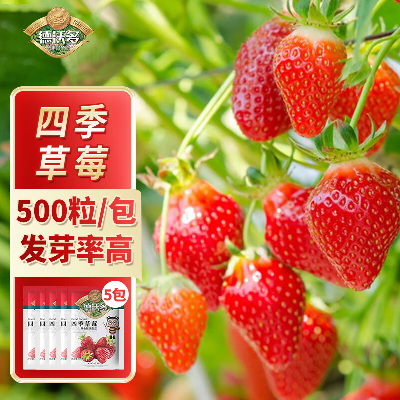 德沃多肥料草莓种子*5袋 四季种植阳台盆栽水果蔬菜种籽食用奶油大草莓