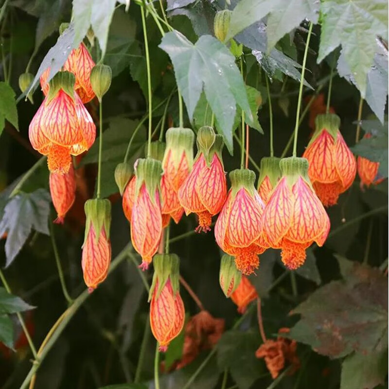御春阁垂吊花卉木本灯笼花风铃扶桑花纹瓣悬铃花金铃花盆栽倒挂金钟花苗 4年苗 当年开花 带土球