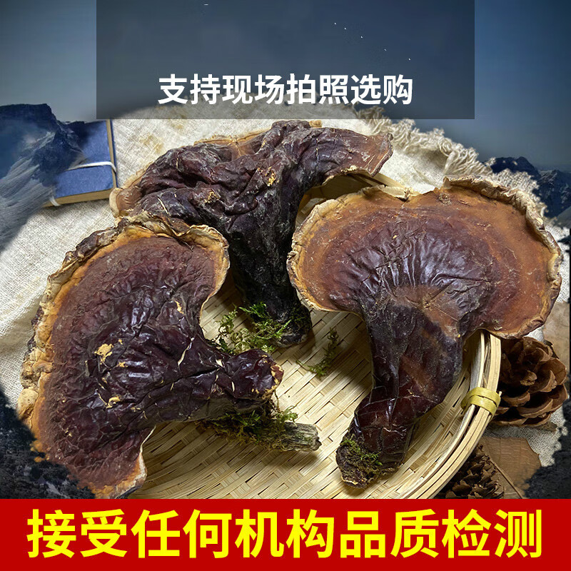 正宗长白山纯松杉灵芝100克可切片打粉泡酒东北整枝金边灵芝 枝金边