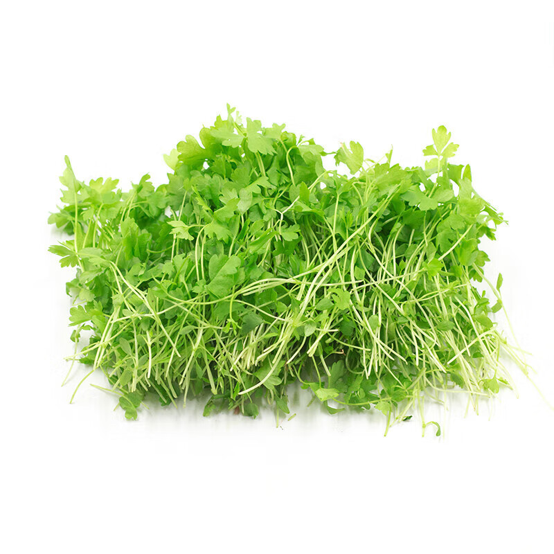 生果乐新鲜芹菜苗 香芹苗 三叶香 可食用芽苗菜  酒店西餐摆盘装 15g*