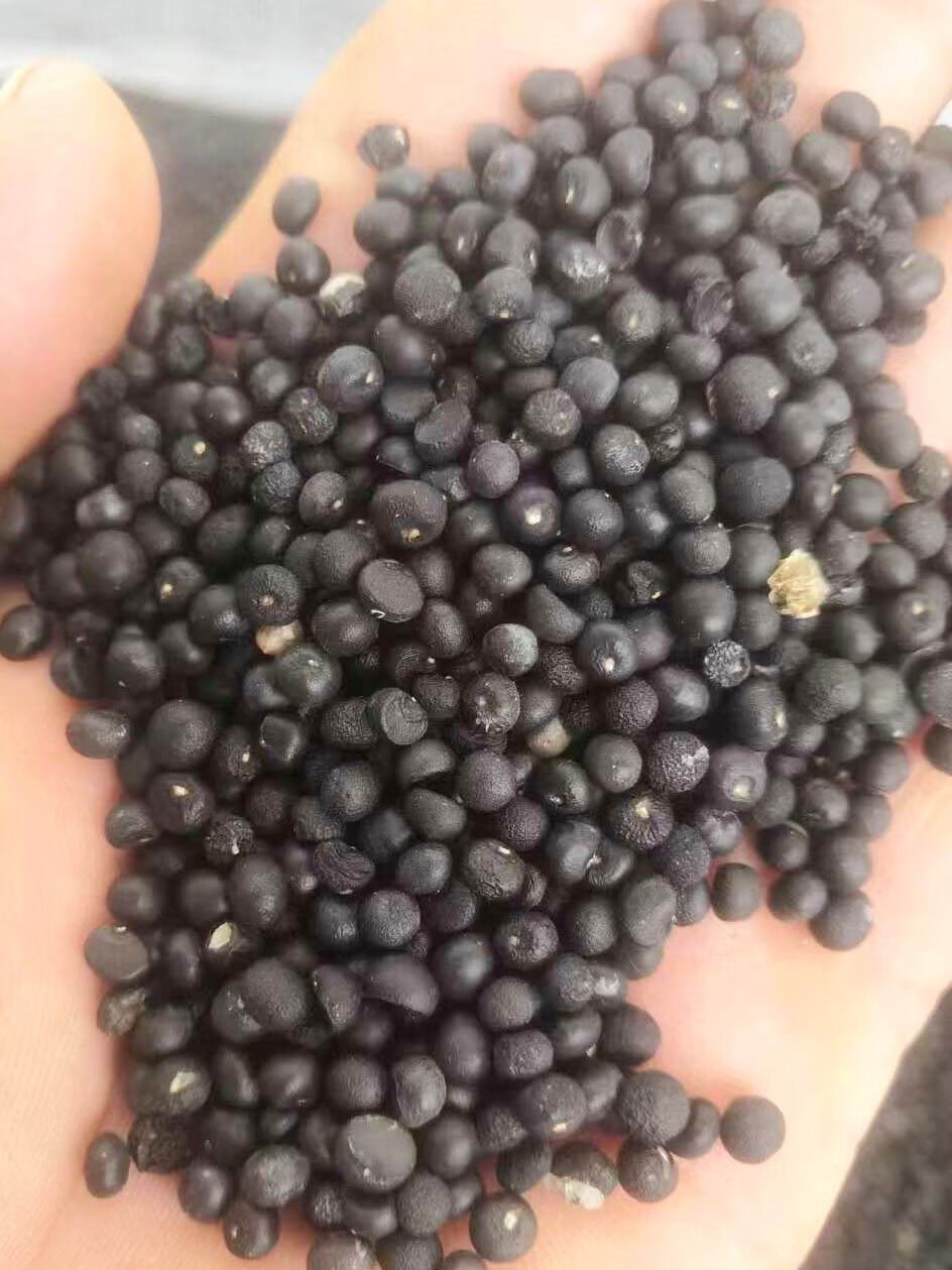 芗苒天冬种子四季播种用种籽籽 天冬种子一斤