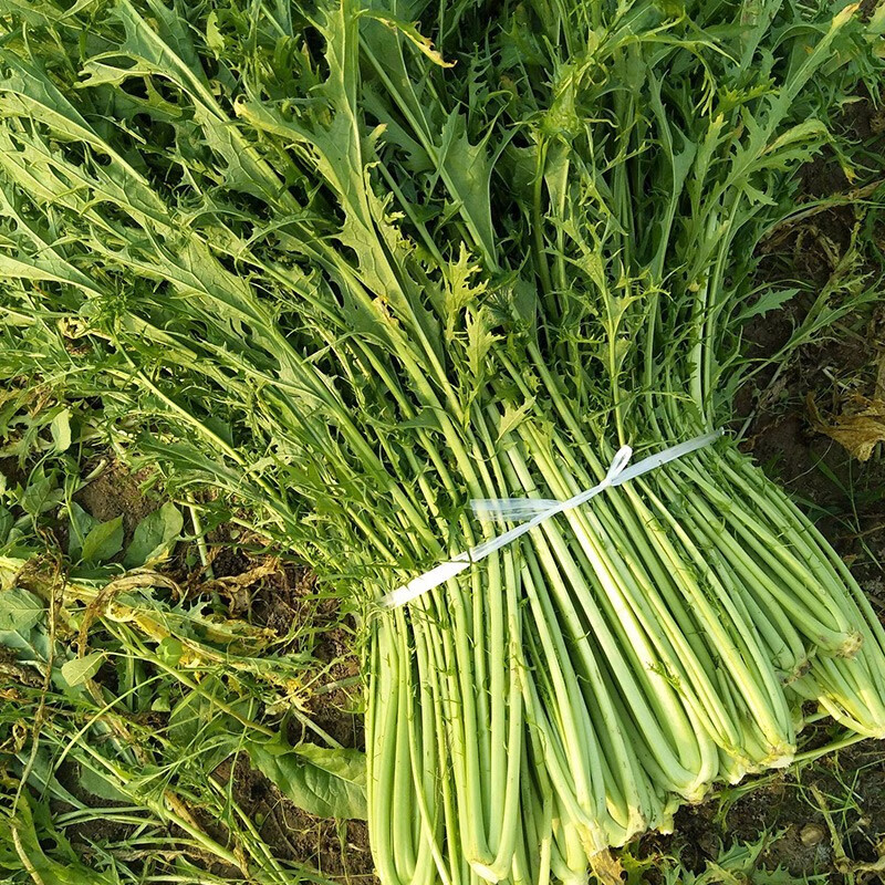 寿禾 雪里红蕻芥菜种子雪菜介菜排菜耐寒蔬菜春冬季播种菜籽 雪里蕻