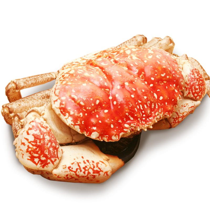 【活鲜】京鲜生 澳洲进口鲜活皇帝蟹 海鲜年货 2500g-3000g