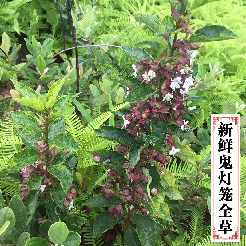 大山现采鬼灯笼草 新鲜白花鬼点火苦灯笼鬼灯笼 一斤 新鲜整株全草