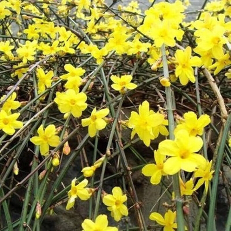 he)迎春花苗庭院别墅种植攀援花卉盆栽地栽春季开花瀑布迎春花工程绿