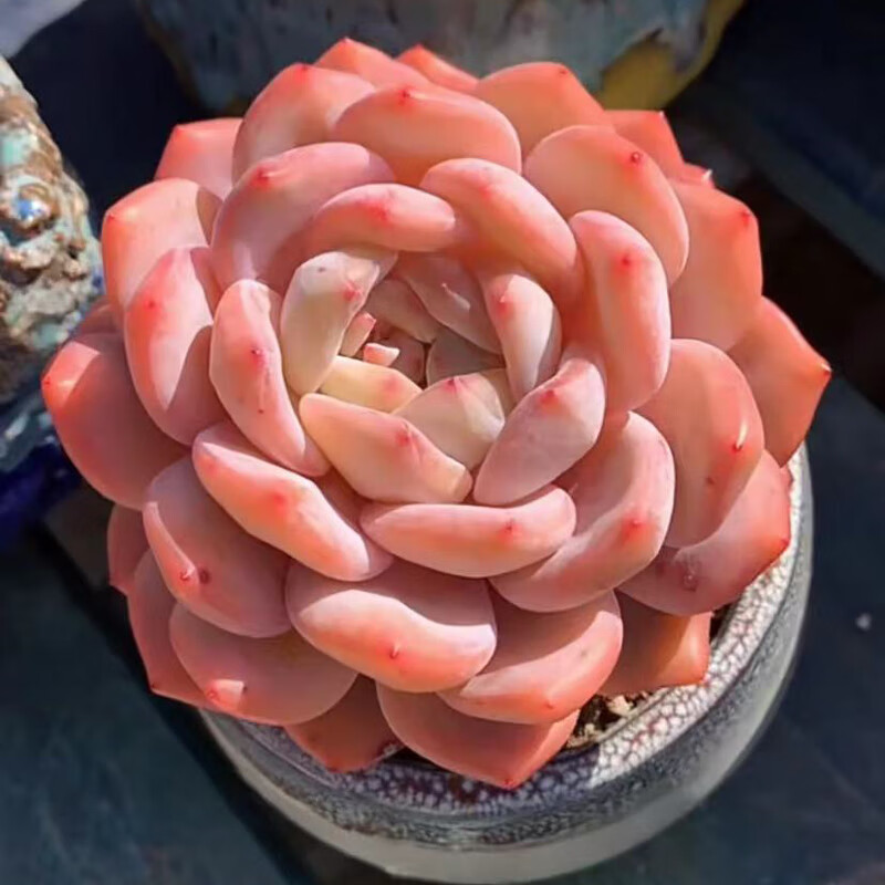 多肉植物雪天使稀有办公桌花卉室内盆栽阳台 单桩冠幅7cm 塑料盆颜色