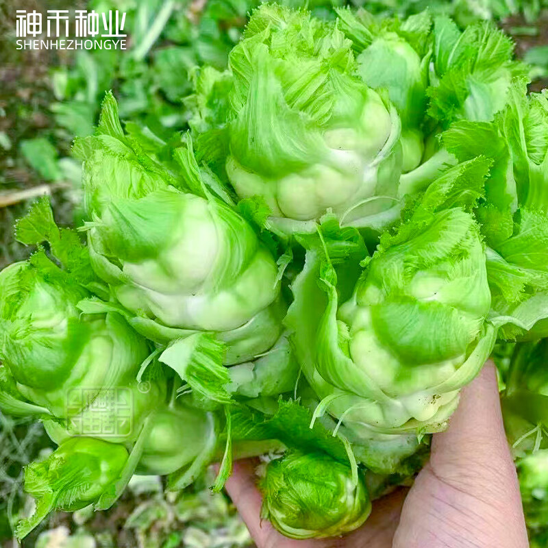 神禾四川儿菜种子娃娃菜抱儿莱籽早熟 四川儿菜种子 10克/儿芽个大