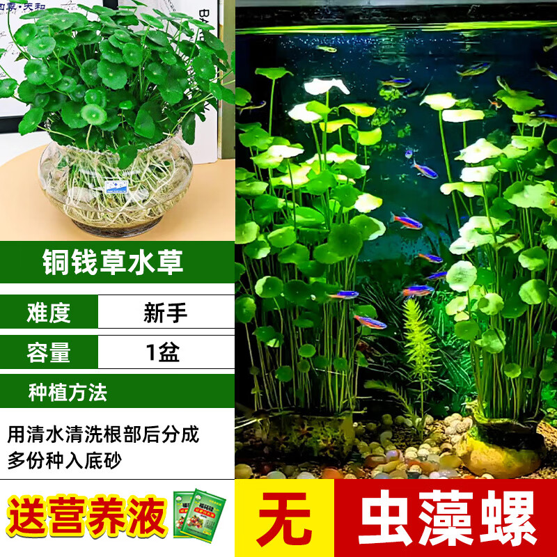 语森忆精品大叶铜钱草水培植物和鱼共养金钱草鱼缸专用造景水草净化