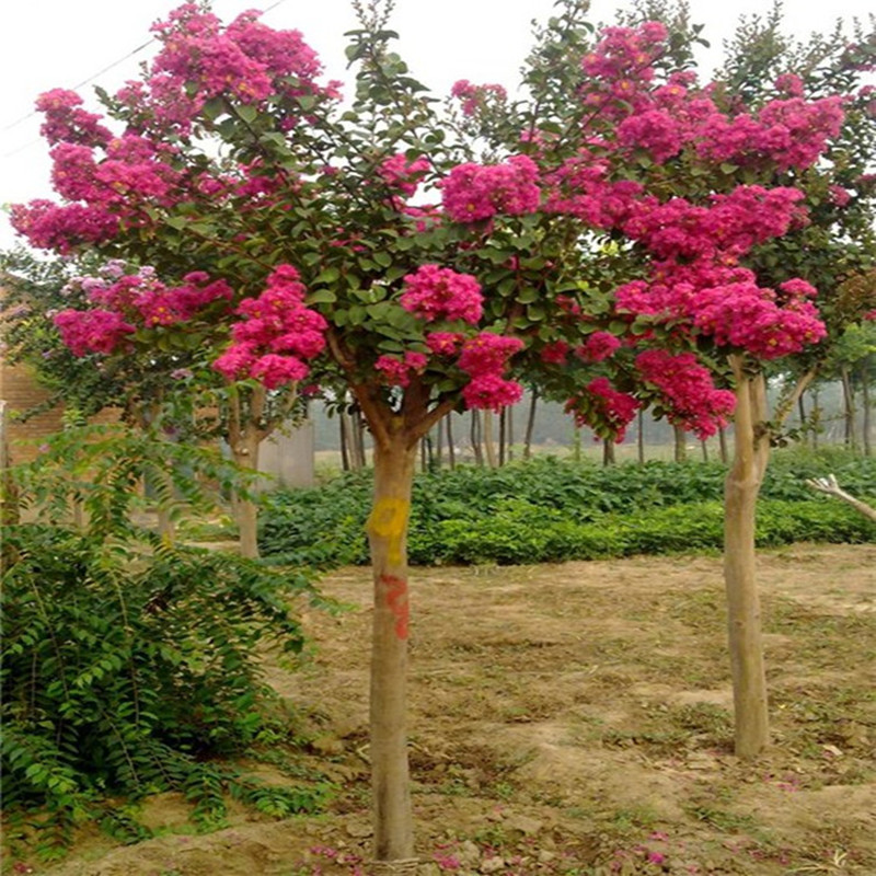 紫薇 庭院百日红美国紫薇树苗红火箭红花紫薇花苗红火球紫薇花树 三