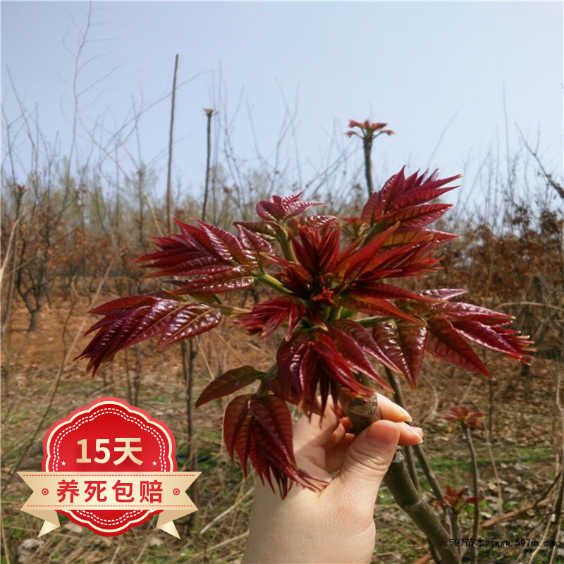 苗木价格走势网站|苗木价格历史