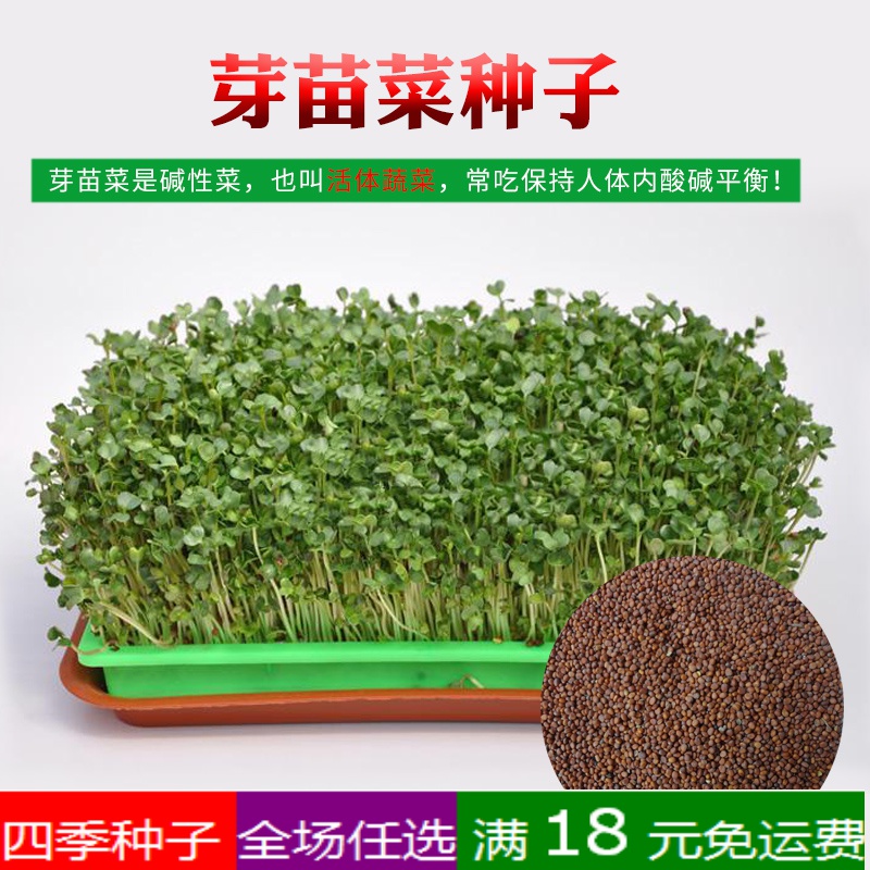 红杆萝卜 白杆萝卜 青萝卜苗阳台盆栽水培芽苗菜室内四季青菜萝卜 青