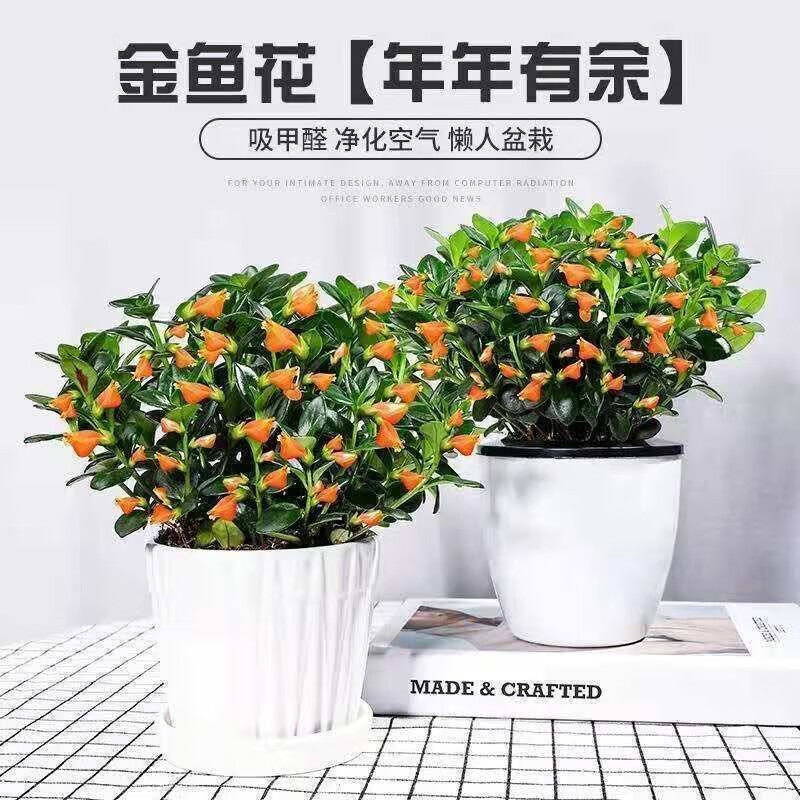 酷果汇  金鱼花盆栽吊兰绿植花卉室内阳台吸甲醛常青多肉植物 金鱼花+加仑盆 1盆