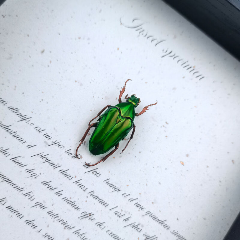 甲虫昆虫标本奇妙古怪儿童节生日礼物家居书房摆件 绿金龟(马来西亚)