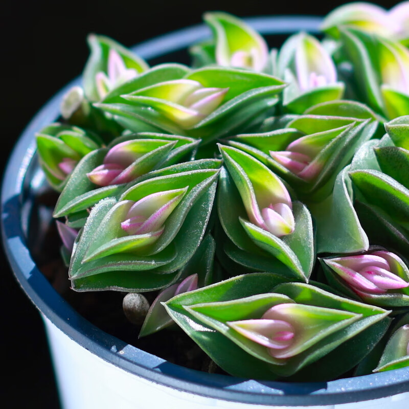 卉双美杏锦新款群生多肉植物露养盆栽组合室内云南直发贵货阳台精品