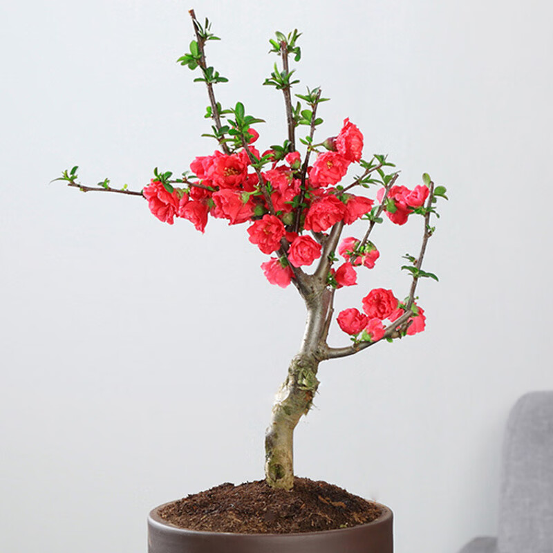 冠海棠重瓣老桩庭院开花绿植四季好养盆景 长寿冠海棠5年(造型随机)