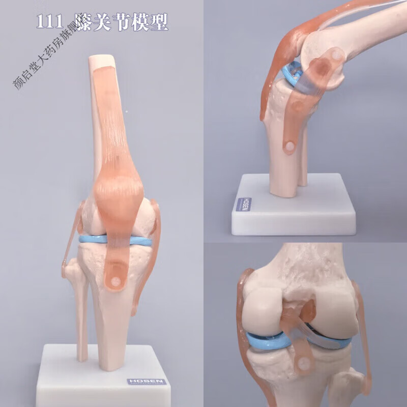 骨骼模型人体关节模型医学骨科教学模具手肘腕脚踝骨骼肩膝关 111 | 膝关节
