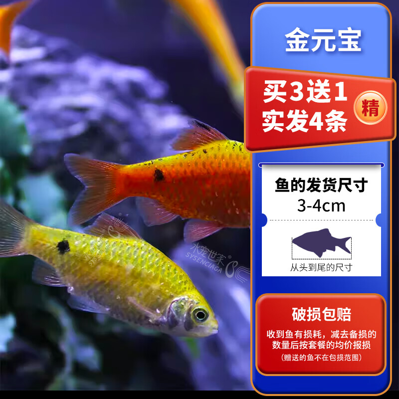 桐汝壁金光灯鱼活体金鱼灯金元宝小型鱼热带鱼观赏鱼灯科鱼宠物鱼 金