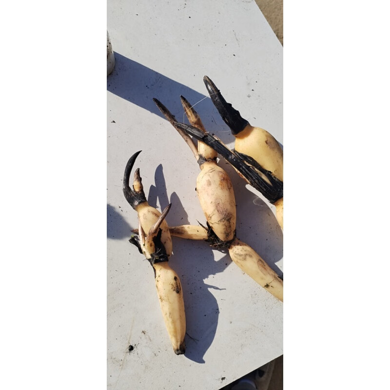 荣郁 高产藕苗食用深水藕种苗粉藕苗水养莲藕种苗盆栽池塘稻田种植荷