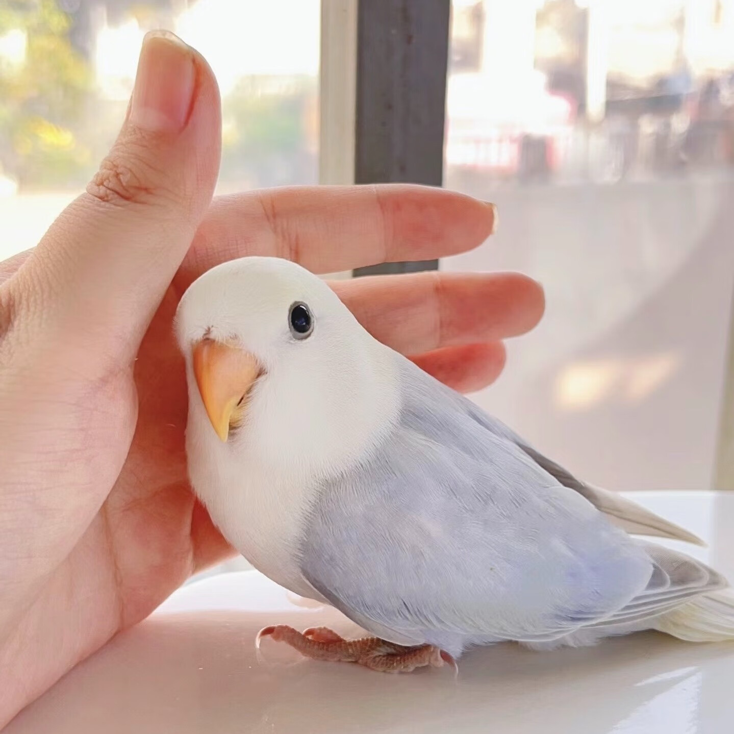 紫伊莎半毛亲人牡丹鹦鹉鸟活体鸟手玩鸟学舌牡丹鸟宠物小鸟活幼鸟