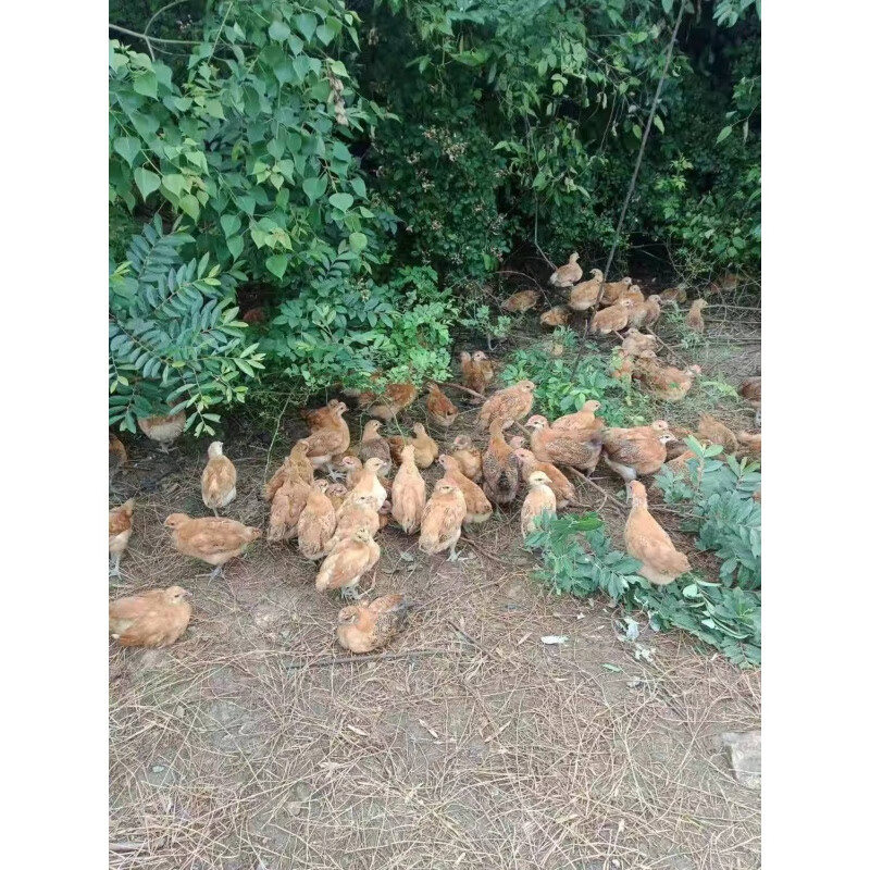 婷越岚正宗土鸡活苗半斤小鸡脱温苗农村散养半大鸡麻羽鸡苗产蛋王鸡