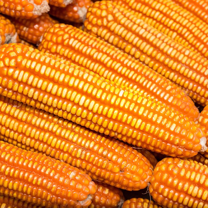 神禾郑单958玉米种子矮大棒杂交饲料包谷抗旱抗倒南北方耐旱春季 【企