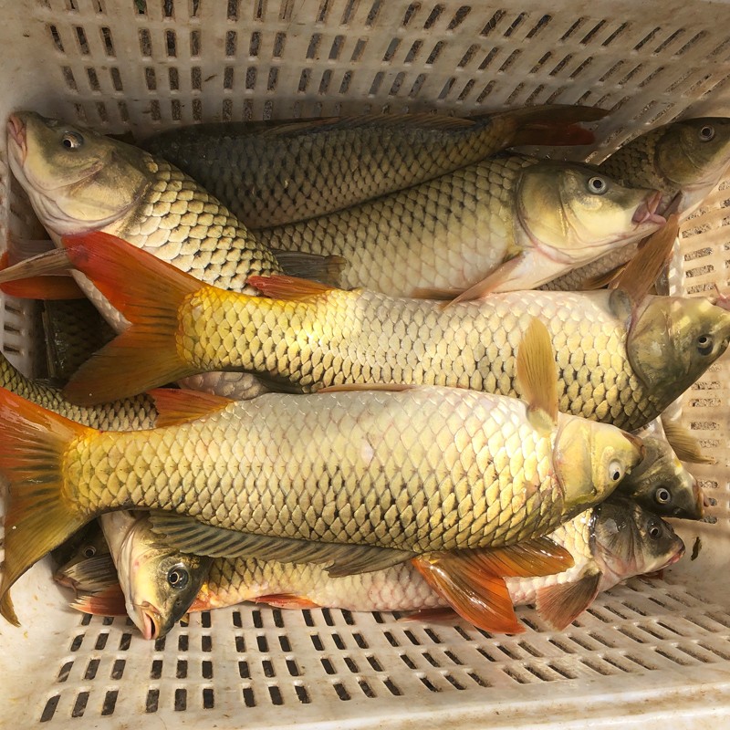 品鲜肴 淡水鱼 野生鲤鱼 鲜活现杀淡水产品 约500g(净膛前)现杀1条