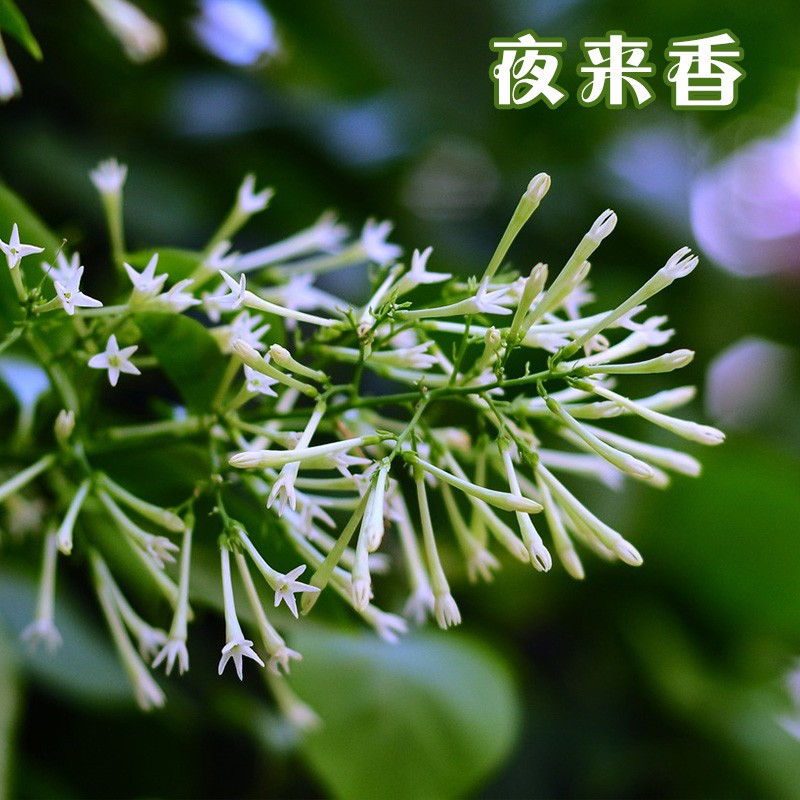 苏桓农资【驱蚊香草】夜来香盆栽花卉树苗浓芳香室内客厅四季常青开花