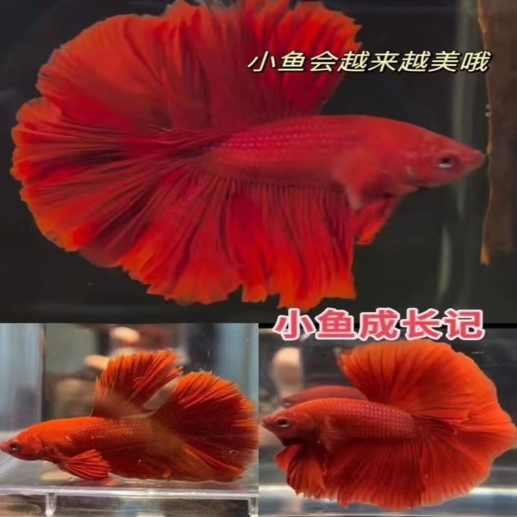 泰國斗魚家養(yǎng)魚缸觀賞魚冬季耐活小型母白色大尾巴半月熱帶魚活體 超尾SSS級玫瑰花半月/飼料