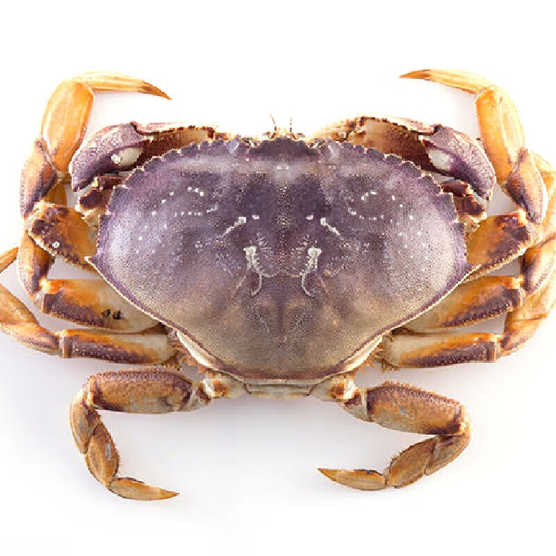 【活鲜】喵和渔 鲜活珍宝蟹 大螃蟹 海鲜水产海蟹 珍宝蟹900-1000g/只