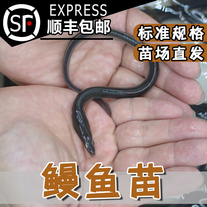 smvp鳗鱼 淡水鳗鱼 白鳝鱼 河鳗 白鳗 欧鳗鱼养殖活体 鳗鱼苗2条(15