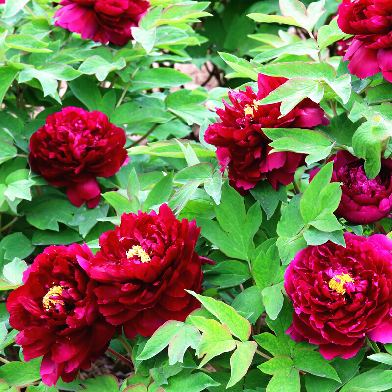 大苗盆栽花卉观花庭院室外阳台植物四季好养大花当年开花 墨润绝伦 4