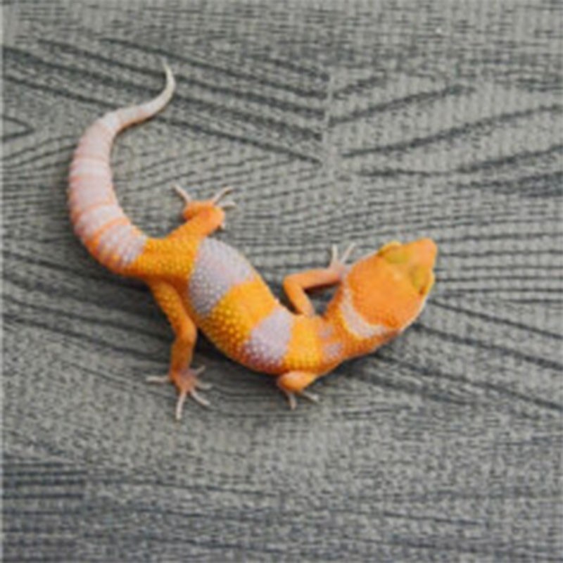 朴彩(pucai)豹纹守宫活体守宫活物宠物幼体成体入门级爬宠豹朴彩(puc