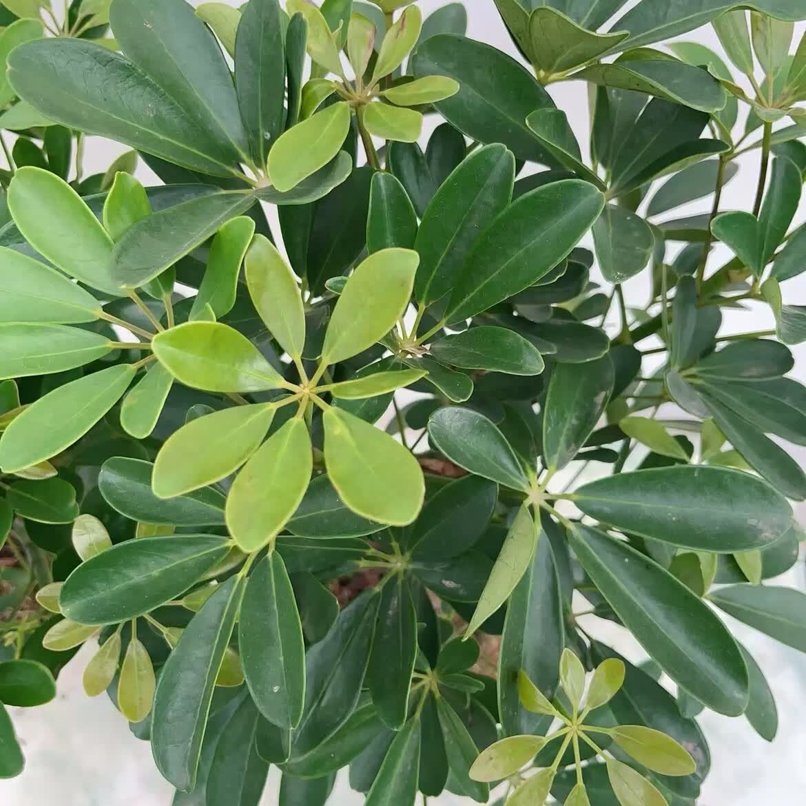 桑荷八方来财鸭脚木招财树鹅掌柴室内绿植净化空气吸甲醛花卉绿植好养
