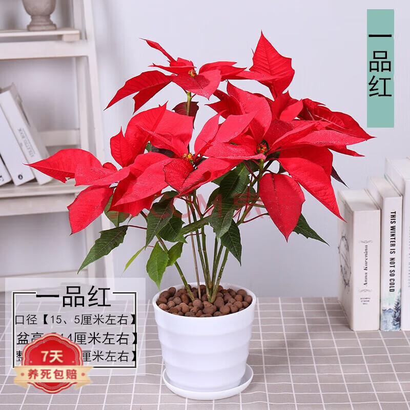 一品红盆栽花卉办公室内植物盆栽绿植带花发货 一品红盆栽【白色螺纹