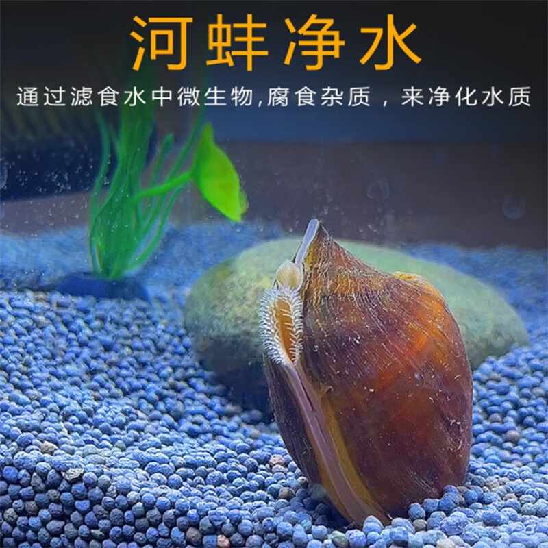 jypet溪蚬黄金蚬小河蚌活体淡水冷水原生宠物小型除藻观赏蚬河蚬 普通