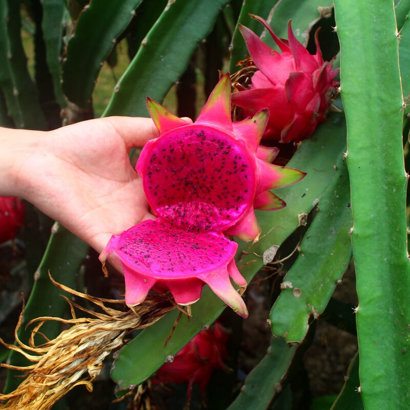 旺之春红心火龙果苗盆栽黄肉地栽庭院阳台南方北方种植果树苗当年结果
