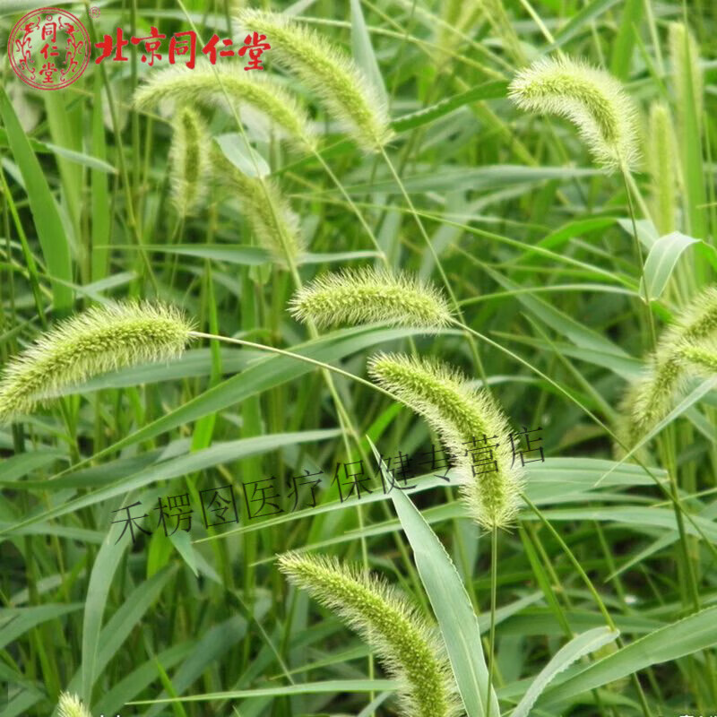 北京同仁堂  野生狗尾巴草又名九尾草,光明草,毛虫