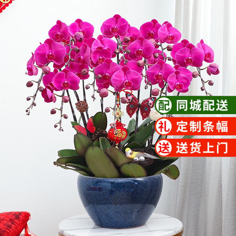 仙植緣【同城配送】蝴蝶蘭真花蘭花盆栽帶花苞花劍花盆開業(yè)喬遷送禮花卉 大辣椒蝴蝶蘭【藍(lán)瓷盆】 5支