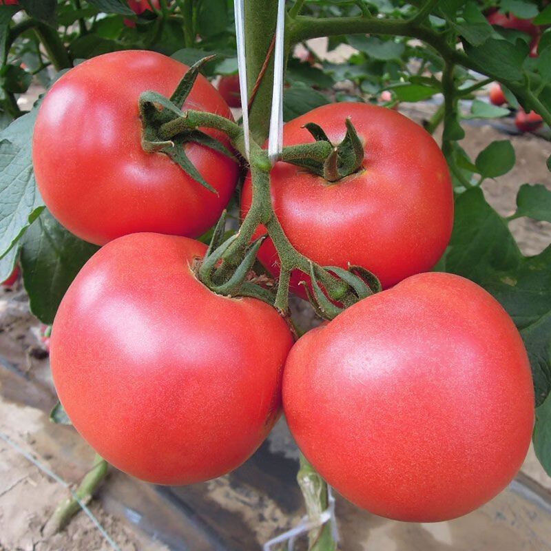西红柿种子大番茄种子中蔬四号西红柿阳台盆栽庭院蔬菜种子大全 西红柿种子【1包 约50粒】