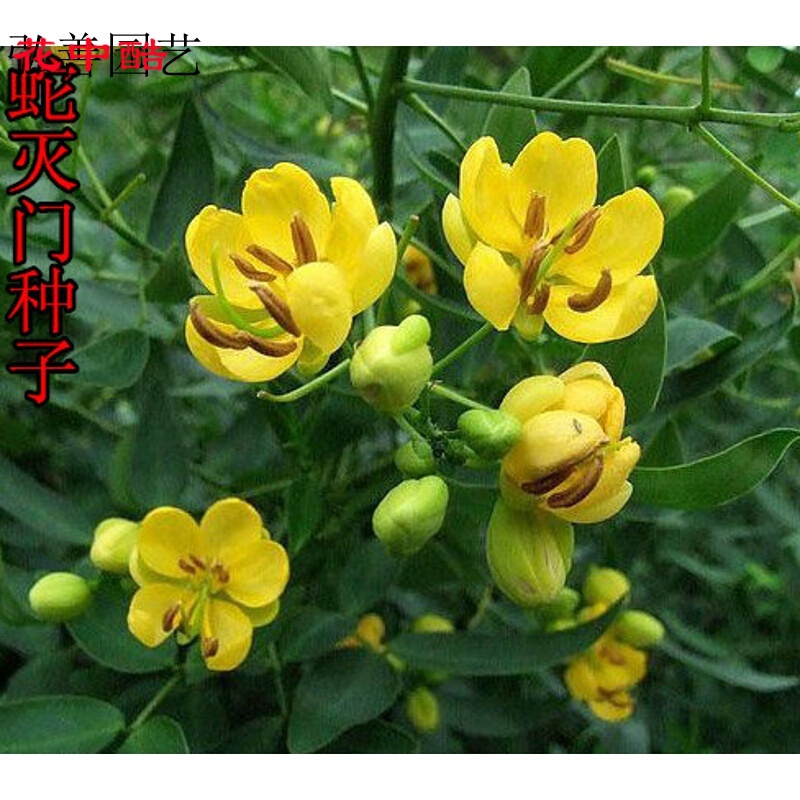 花中酷  蛇滅門種子 驅(qū)蛇奇花驅(qū)蟲驅(qū)蚊草 滅蛇草 望江南 蛇滅門鳳凰草 半斤