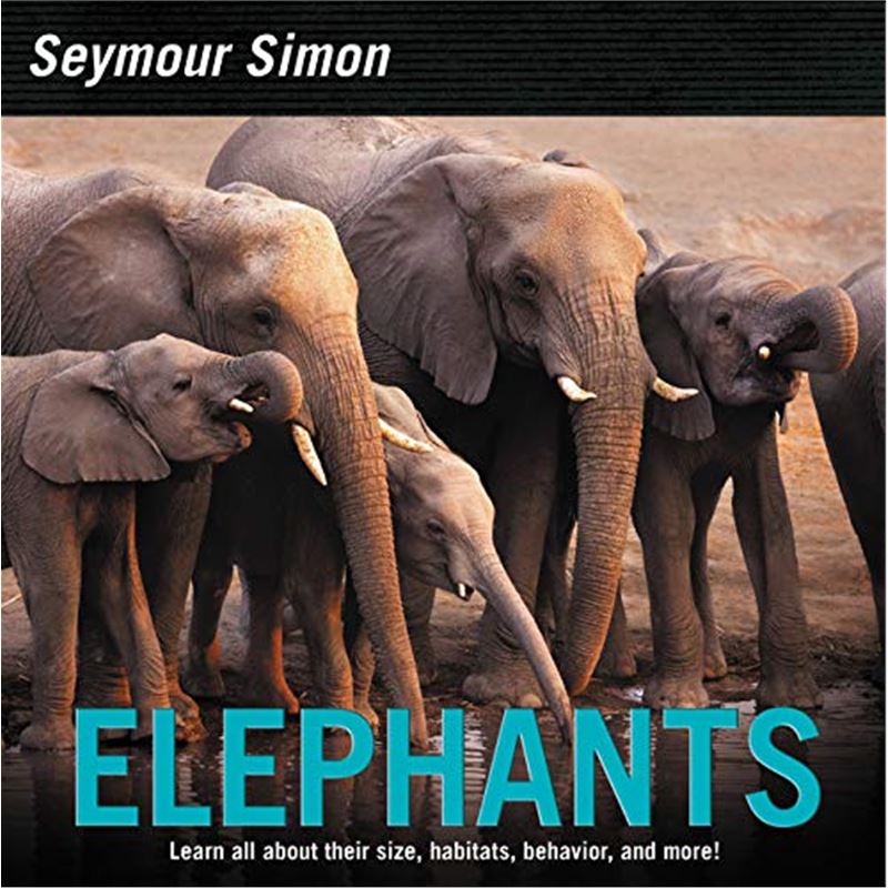 elephants (november 2018)