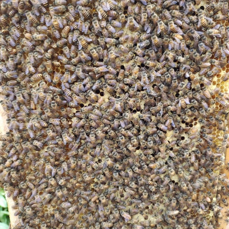 潮鸣(chaoming)带箱中蜂群本地土蜂群活体蜜蜂群带王蜂群带子脾蜂群笼