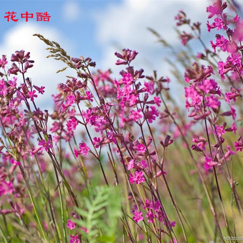 花中酷 薰衣草种子薰衣草香草种子花卉种子花薰衣草种子 蓝薰衣草种子 法国薰衣草20粒