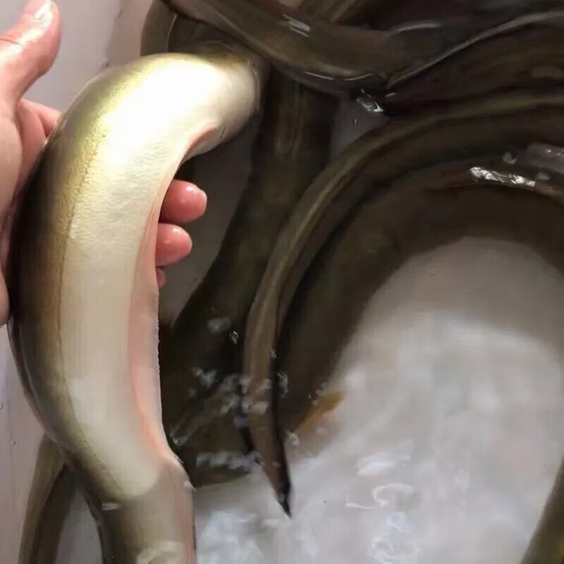 伯贤 千岛湖河鳗鱼白鳝鱼包活到家水产鳗鱼新鲜整条 500g