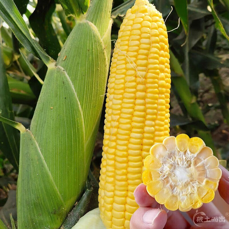 水果玉米种子100g【干瘪种】
